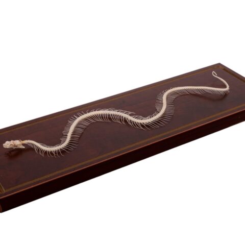 Real Venomous Snake Skeleton - Economy - Impaired