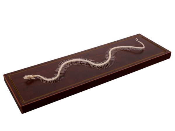 Real Venomous Snake Skeleton – Economy – Impaired