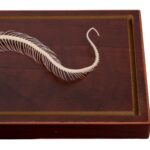Real Venomous Snake Skeleton – Economy – Impaired