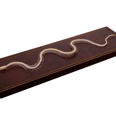 Real Non-venomous Snake Skeleton - Economy - Impaired