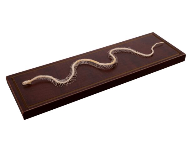 Real Non-venomous Snake Skeleton – Economy – Impaired