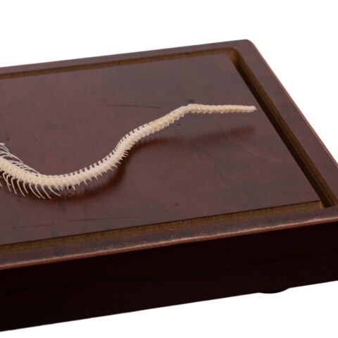 Real Non-venomous Snake Skeleton - Economy - Impaired