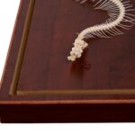 Real Venomous Snake Skeleton – Economy – Impaired