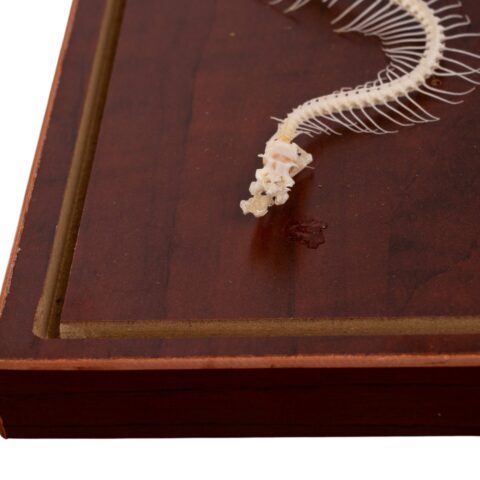 Real Venomous Snake Skeleton - Economy - Impaired