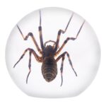 Real Spider in Acrylic Sphere Display