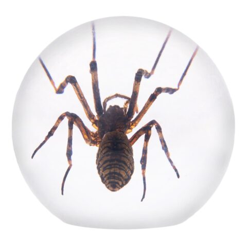 Real Spider in Acrylic Sphere Display