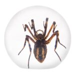 Real Spider in Acrylic Sphere Display