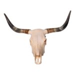 Real Longhorn Skull – 3900 g