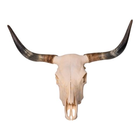 Real Longhorn Skull - 3900 g