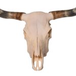 Real Longhorn Skull – 3900 g
