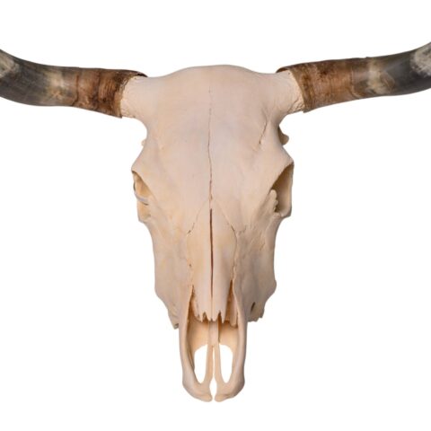 Real Longhorn Skull - 3900 g