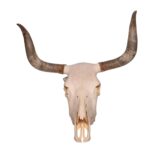 Real Longhorn Skull – 3600 g