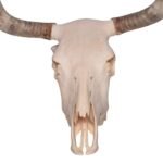 Real Longhorn Skull – 3600 g