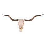 Real Longhorn Skull – Premium – 5000 g