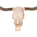 Real Longhorn Skull – Premium – 5000 g