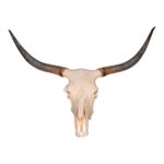Real Longhorn Skull – 3700 g