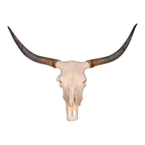 Real Longhorn Skull - 3700 g