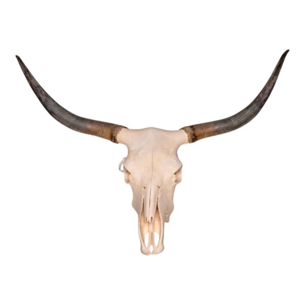 Real Longhorn Skull – 3700 g