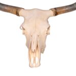 Real Longhorn Skull – 3700 g