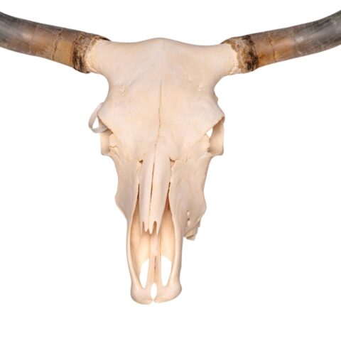Real Longhorn Skull - 3700 g
