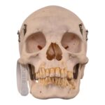 Real Human Skull – 460 g