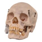 Real Human Skull – 460 g