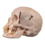Real Human Skull – 460 g