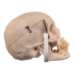 Real Human Skull – 460 g