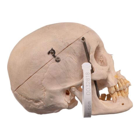 Real Human Skull - 460 g