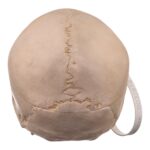 Real Human Skull – 460 g