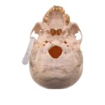 Real Human Skull – 460 g