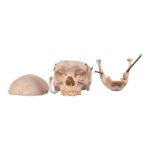 Real Human Skull – 460 g