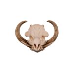 Real African Warthog Skull