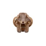 Real African Warthog Skull