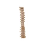 Real Loosely Strung Human Spine – Partial