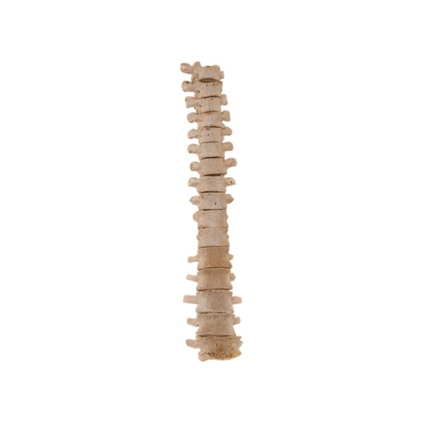 Real Loosely Strung Human Spine – Partial