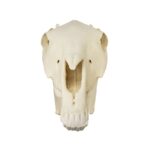 Replica Horse Skull