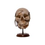 Real Human Skull – Dissected – With Stand