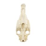 Replica Horse Skull
