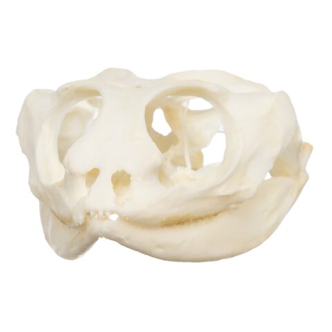 Real Bearded Dragon Skull