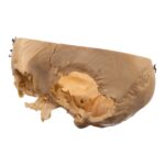 Real Human Partial Skull – Dissected – 332 g