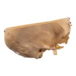 Real Human Partial Skull – Dissected – 332 g