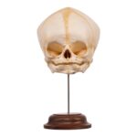 Real Fetal Human Skull on Stand