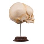 Real Fetal Human Skull on Stand