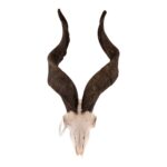 Real Markhor / Domestic Goat Hybrid Skull