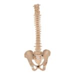 Real Human Spine and Pelvis