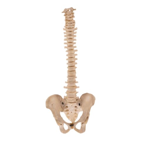 Real Human Spine and Pelvis