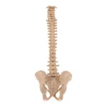 Real Human Spine and Pelvis