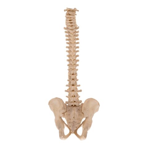 Real Human Spine and Pelvis
