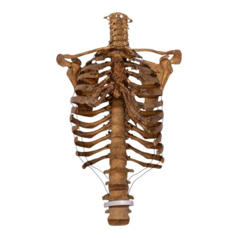 Real Articulated Human Torso - 1200 g